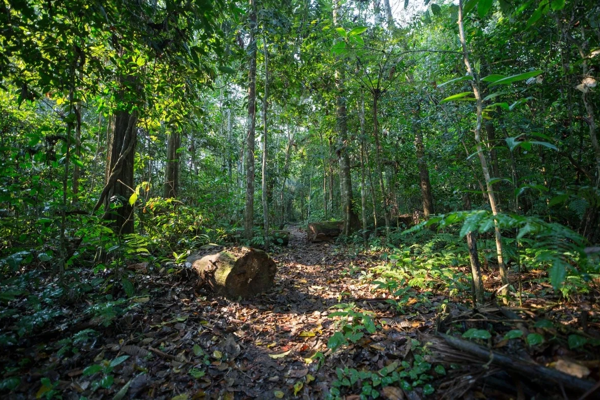 Measuring carbon sequestration is key to selling forest carbon credits